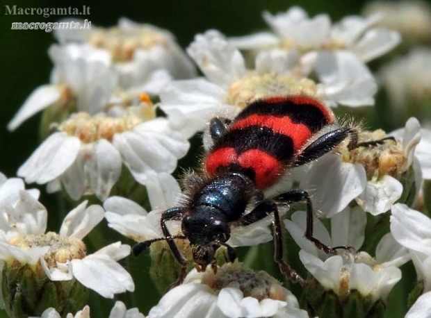 Bee-eating beetle - Trichodes apiarius | Fotografijos autorius : Valdimantas Grigonis | © Macronature.eu | Macro photography web site