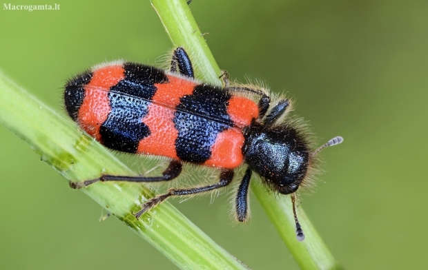 Bee-eating beetle - Trichodes apiarius | Fotografijos autorius : Kazimieras Martinaitis | © Macronature.eu | Macro photography web site