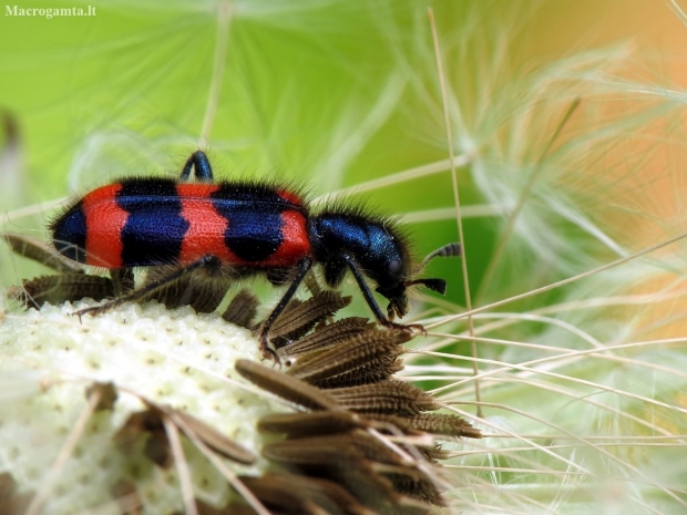 Bee-eating beetle - Trichodes apiarius | Fotografijos autorius : Vidas Brazauskas | © Macronature.eu | Macro photography web site