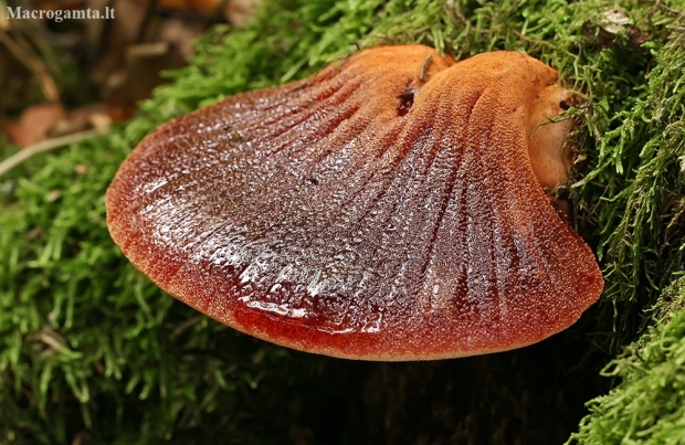 Beefsteak fungus - Fistulina hepatica | Fotografijos autorius : Gintautas Steiblys | © Macronature.eu | Macro photography web site