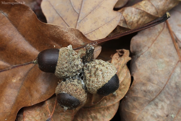 Bekotis ąžuolas - Quercus petraea | Fotografijos autorius : Gintautas Steiblys | © Macrogamta.lt | Šis tinklapis priklauso bendruomenei kuri domisi makro fotografija ir fotografuoja gyvąjį makro pasaulį.