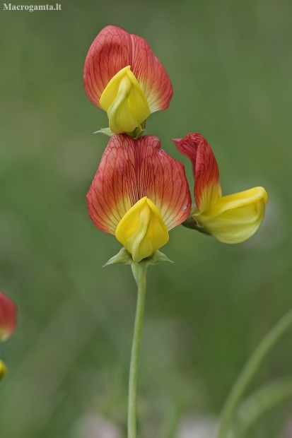 Belin pea - Lathyrus belinensis | Fotografijos autorius : Gintautas Steiblys | © Macrogamta.lt | Šis tinklapis priklauso bendruomenei kuri domisi makro fotografija ir fotografuoja gyvąjį makro pasaulį.