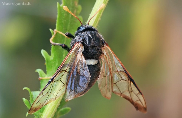 Beržinis cimbeksas - Cimbex femoratus | Fotografijos autorius : Gintautas Steiblys | © Macrogamta.lt | Šis tinklapis priklauso bendruomenei kuri domisi makro fotografija ir fotografuoja gyvąjį makro pasaulį.