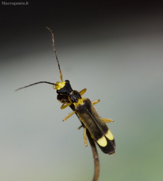 Besotis minkštavabalis - Malthinus flaveolus | Fotografijos autorius : Kazimieras Martinaitis | © Macrogamta.lt | Šis tinklapis priklauso bendruomenei kuri domisi makro fotografija ir fotografuoja gyvąjį makro pasaulį.