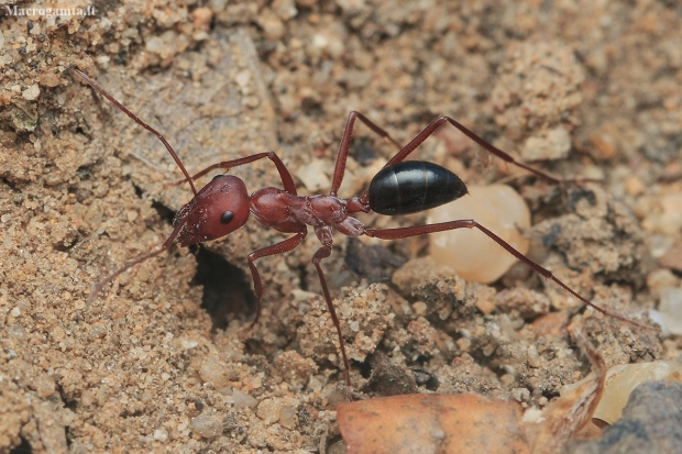 Bicolored Saharan ant - Cataglyphis cf. bicolor | Fotografijos autorius : Gintautas Steiblys | © Macronature.eu | Macro photography web site