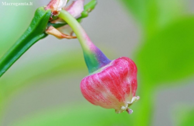 Bilberry - Vaccinium myrtillus | Fotografijos autorius : Gintautas Steiblys | © Macronature.eu | Macro photography web site