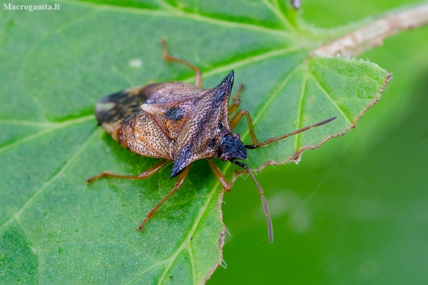 Bilberry shieldbug | Elasmucha ferrugata | Fotografijos autorius : Darius Baužys | © Macronature.eu | Macro photography web site