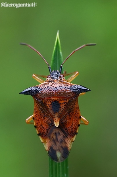 Bilberry shieldbug - Elasmucha ferrugata  | Fotografijos autorius : Gintautas Steiblys | © Macronature.eu | Macro photography web site