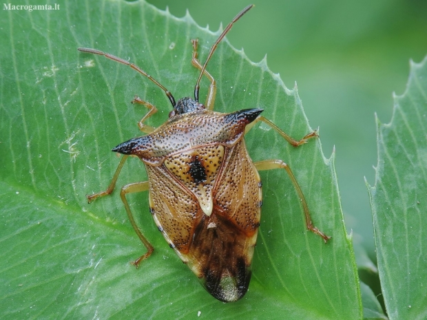 Bilberry shieldbug - Elasmucha ferrugata | Fotografijos autorius : Vidas Brazauskas | © Macronature.eu | Macro photography web site