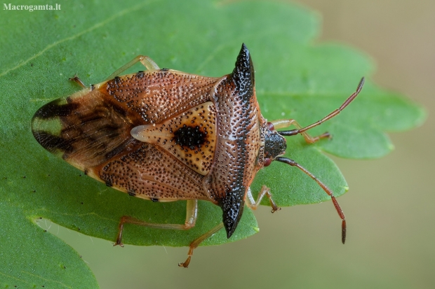 Bilberry shieldbug - Elasmucha ferrugata | Fotografijos autorius : Žilvinas Pūtys | © Macronature.eu | Macro photography web site