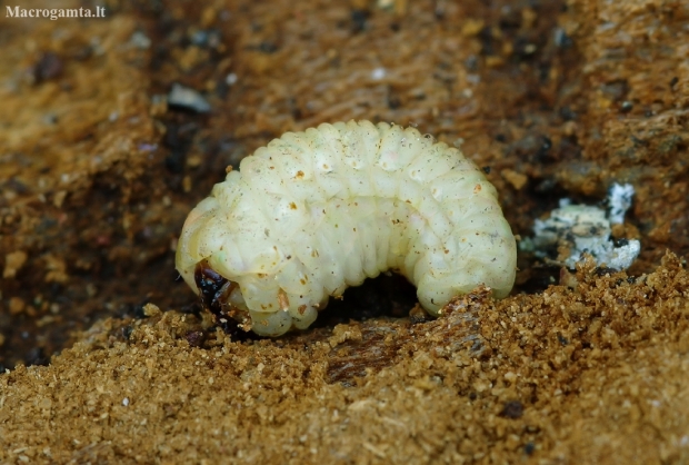 Birch Bark Beetle - Scolytus ratzeburgii, larva | Fotografijos autorius : Romas Ferenca | © Macronature.eu | Macro photography web site