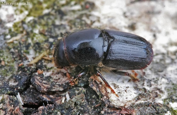 Birch Bark Beetle - Scolytus ratzeburgii | Fotografijos autorius : Gintautas Steiblys | © Macronature.eu | Macro photography web site