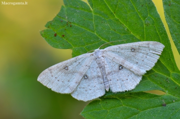 Birch moch - Cyclophora albipunctata | Fotografijos autorius : Arūnas Eismantas | © Macronature.eu | Macro photography web site