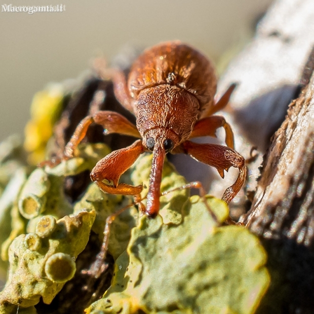 Bird-Cherry Weevil - Anthonomus rectirostris  | Fotografijos autorius : Oskaras Venckus | © Macronature.eu | Macro photography web site