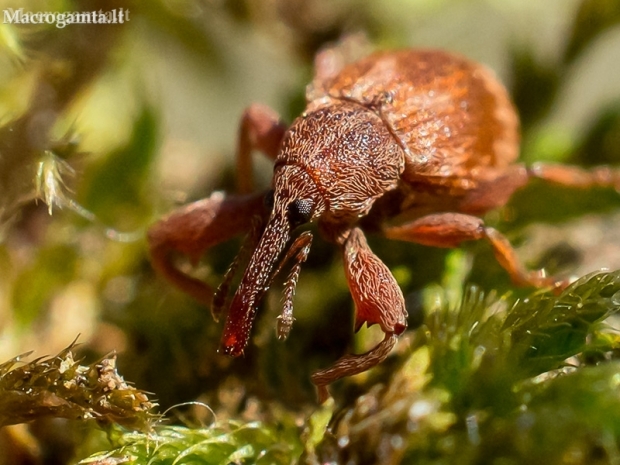 Bird-Cherry Weevil - Anthonomus rectirostris  | Fotografijos autorius : Oskaras Venckus | © Macronature.eu | Macro photography web site