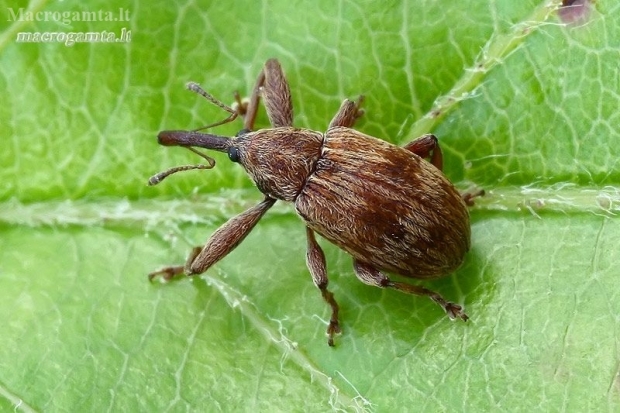 Bird-Cherry Weevil - Anthonomus rectirostris  | Fotografijos autorius : Gintautas Steiblys | © Macrogamta.lt | Šis tinklapis priklauso bendruomenei kuri domisi makro fotografija ir fotografuoja gyvąjį makro pasaulį.