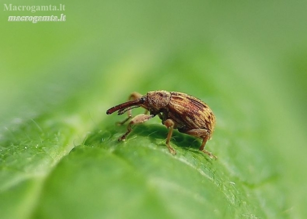 Bird-Cherry Weevil - Anthonomus rectirostris  | Fotografijos autorius : Romas Ferenca | © Macronature.eu | Macro photography web site