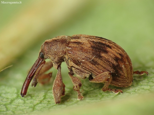 Vyšninis sėklagraužis - Anthonomus rectirostris | Fotografijos autorius : Vidas Brazauskas | © Macronature.eu | Macro photography web site