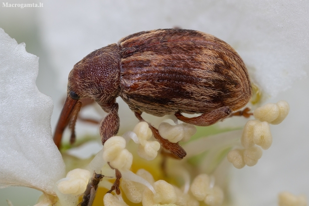 Vyšninis sėklagraužis - Anthonomus rectirostris | Fotografijos autorius : Žilvinas Pūtys | © Macrogamta.lt | Šis tinklapis priklauso bendruomenei kuri domisi makro fotografija ir fotografuoja gyvąjį makro pasaulį.