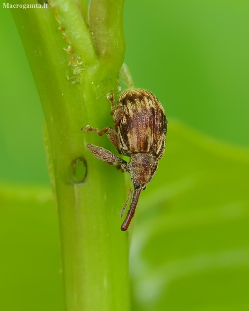 Vyšninis sėklagraužis - Anthonomus rectirostris | Fotografijos autorius : Romas Ferenca | © Macrogamta.lt | Šis tinklapis priklauso bendruomenei kuri domisi makro fotografija ir fotografuoja gyvąjį makro pasaulį.