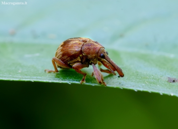 Bird-Cherry Weevil - Anthonomus rectirostris | Fotografijos autorius : Romas Ferenca | © Macronature.eu | Macro photography web site