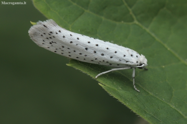 Bird-cherry Ermine - Yponomeuta evonymella | Fotografijos autorius : Gintautas Steiblys | © Macronature.eu | Macro photography web site