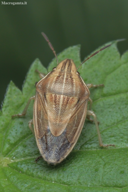 Bishop's mitre shield bug - Aelia acuminata | Fotografijos autorius : Gintautas Steiblys | © Macronature.eu | Macro photography web site