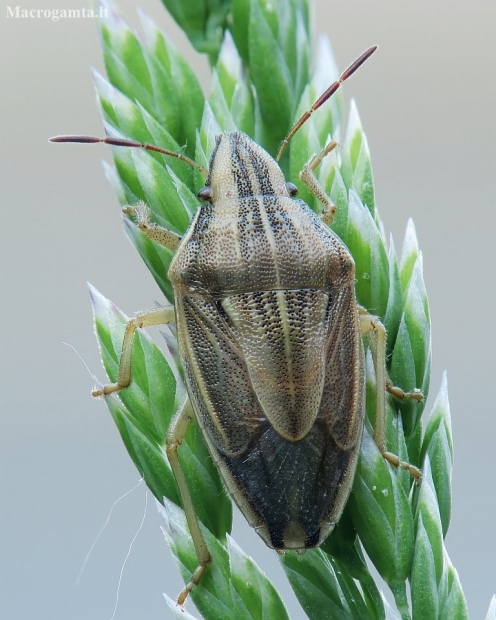 Bishop's mitre shield bug - Aelia acuminata | Fotografijos autorius : Vidas Brazauskas | © Macronature.eu | Macro photography web site