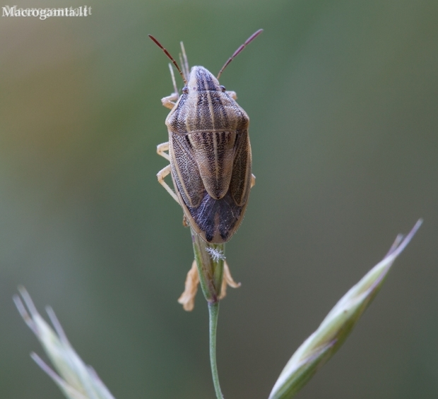 Bishop's mitre shield bug - Aelia acuminata | Fotografijos autorius : Žilvinas Pūtys | © Macronature.eu | Macro photography web site