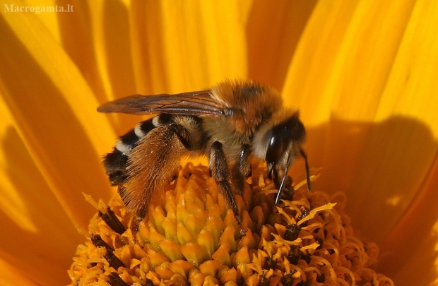 Bitė ? | Fotografijos autorius : Vytautas Gluoksnis | © Macrogamta.lt | Šis tinklapis priklauso bendruomenei kuri domisi makro fotografija ir fotografuoja gyvąjį makro pasaulį.