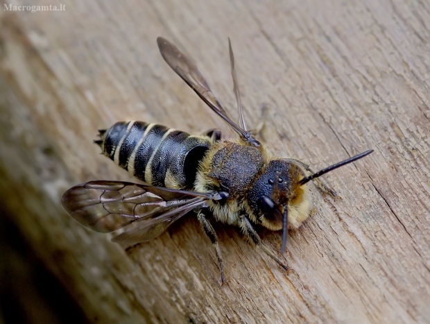 Lapkirpė bitė - Coelioxys rufescens ♂ | Fotografijos autorius : Romas Ferenca | © Macrogamta.lt | Šis tinklapis priklauso bendruomenei kuri domisi makro fotografija ir fotografuoja gyvąjį makro pasaulį.