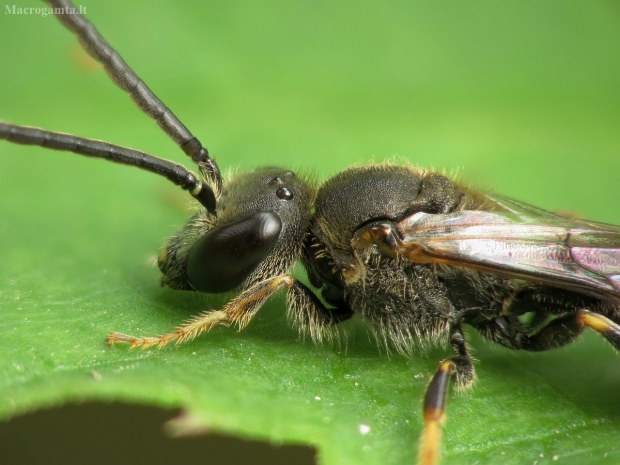 Bitė ? | Fotografijos autorius : Vidas Brazauskas | © Macrogamta.lt | Šis tinklapis priklauso bendruomenei kuri domisi makro fotografija ir fotografuoja gyvąjį makro pasaulį.