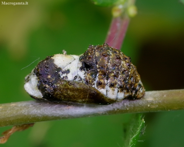 Black Hairstreak - Satyrium pruni, pupa | Fotografijos autorius : Romas Ferenca | © Macronature.eu | Macro photography web site