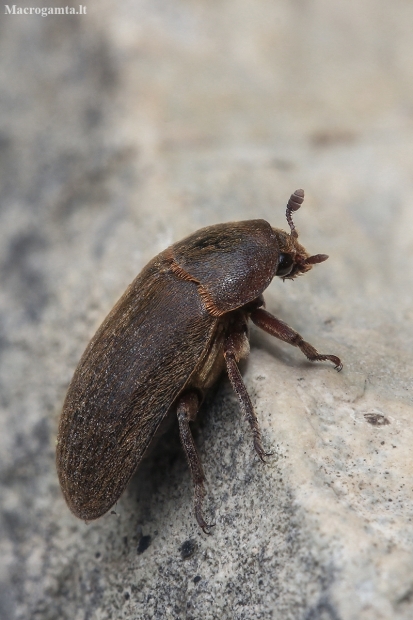 Black Larder Beetle - Dermestes ater | Fotografijos autorius : Gintautas Steiblys | © Macronature.eu | Macro photography web site