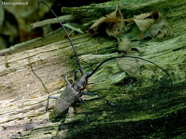 Black Pine Sawyer beetle - Monochamus galloprovincialis ♂ | Fotografijos autorius : Romas Ferenca | © Macronature.eu | Macro photography web site