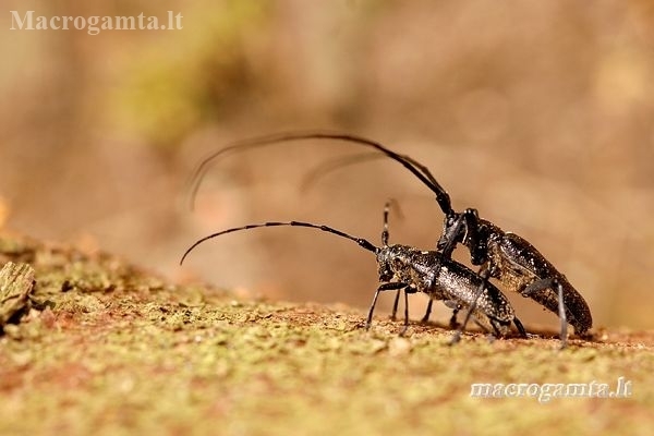 Black Pine Sawyer beetle - Monochamus galloprovincialis  | Fotografijos autorius : Alma Totorytė | © Macronature.eu | Macro photography web site