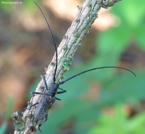 Black Pine Sawyer beetle - Monochamus galloprovincialis | Fotografijos autorius : Romas Ferenca | © Macrogamta.lt | Šis tinklapis priklauso bendruomenei kuri domisi makro fotografija ir fotografuoja gyvąjį makro pasaulį.