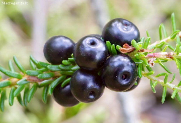 Black crowberry - Empetrum nigrum | Fotografijos autorius : Romas Ferenca | © Macronature.eu | Macro photography web site