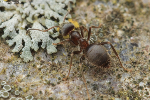 Black garden ant - Lasius niger | Fotografijos autorius : Gintautas Steiblys | © Macronature.eu | Macro photography web site