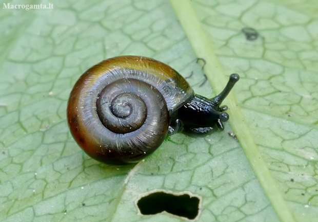 Black gloss snail - Zonitoides nitidus | Fotografijos autorius : Romas Ferenca | © Macronature.eu | Macro photography web site