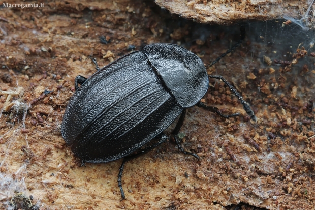 Black snail beetle - Phosphuga atrata | Fotografijos autorius : Gintautas Steiblys | © Macronature.eu | Macro photography web site