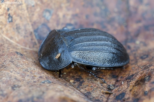 Black snail beetle - Phosphuga atrata | Fotografijos autorius : Darius Baužys | © Macronature.eu | Macro photography web site
