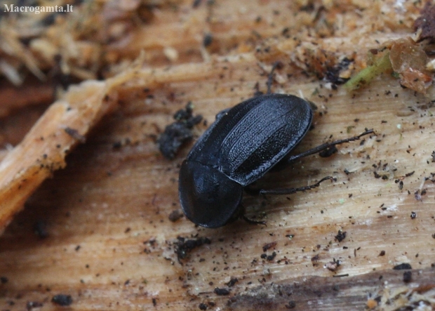 Black snail beetle - Phosphuga atrata | Fotografijos autorius : Vytautas Gluoksnis | © Macronature.eu | Macro photography web site