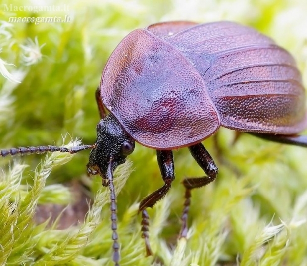 Black snail beetle - Phosphuga atrata | Fotografijos autorius : Romas Ferenca | © Macronature.eu | Macro photography web site