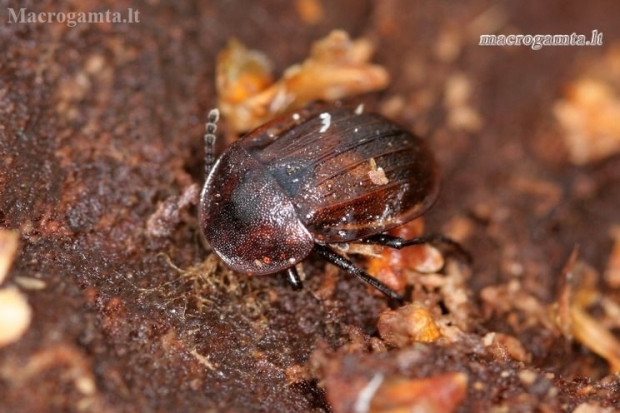Black snail beetle - Phosphuga atrata | Fotografijos autorius : Rasa Gražulevičiūtė | © Macronature.eu | Macro photography web site