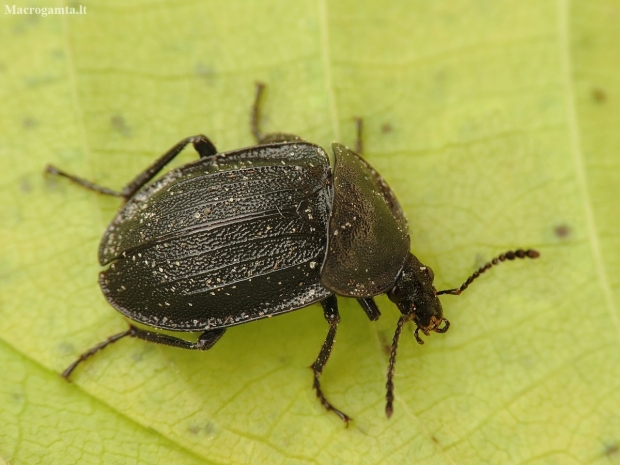 Black snail beetle - Phosphuga atrata | Fotografijos autorius : Vidas Brazauskas | © Macronature.eu | Macro photography web site