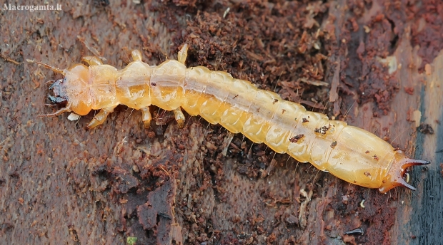 Black-headed Cardinal Beetle - Pyrochroa coccinea, larva | Fotografijos autorius : Gintautas Steiblys | © Macronature.eu | Macro photography web site