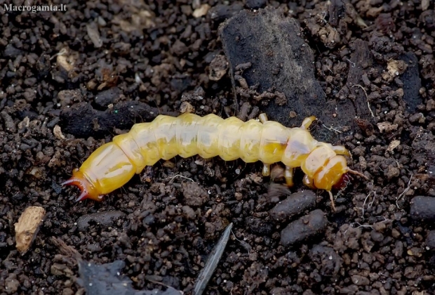 Black-headed Cardinal Beetle - Pyrochroa coccinea, larva | Fotografijos autorius : Romas Ferenca | © Macronature.eu | Macro photography web site