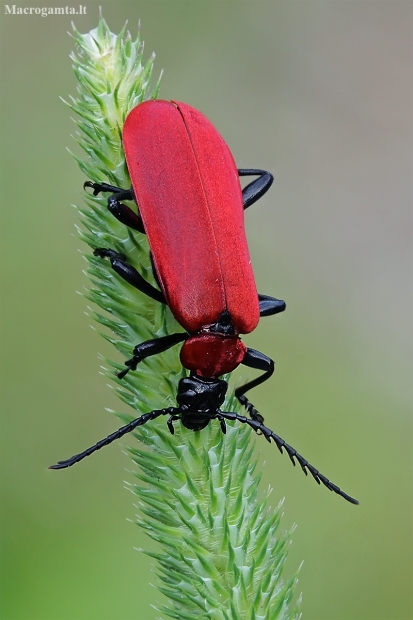 Black-headed Cardinal Beetle - Pyrochroa coccinea | Fotografijos autorius : Gintautas Steiblys | © Macronature.eu | Macro photography web site