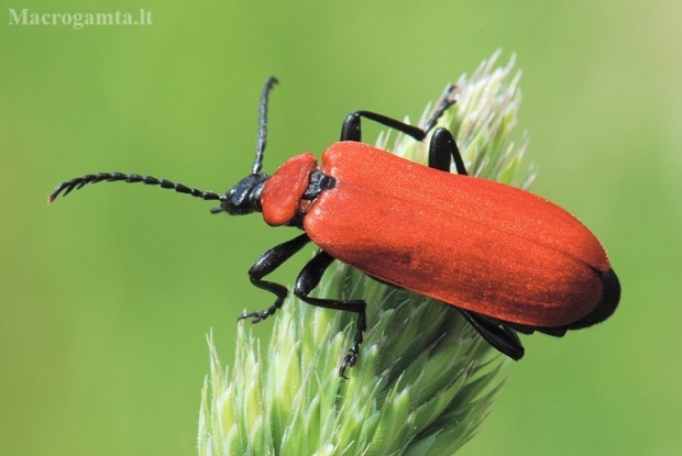 Black-headed Cardinal Beetle - Pyrochroa coccinea | Fotografijos autorius : Arūnas Eismantas | © Macronature.eu | Macro photography web site